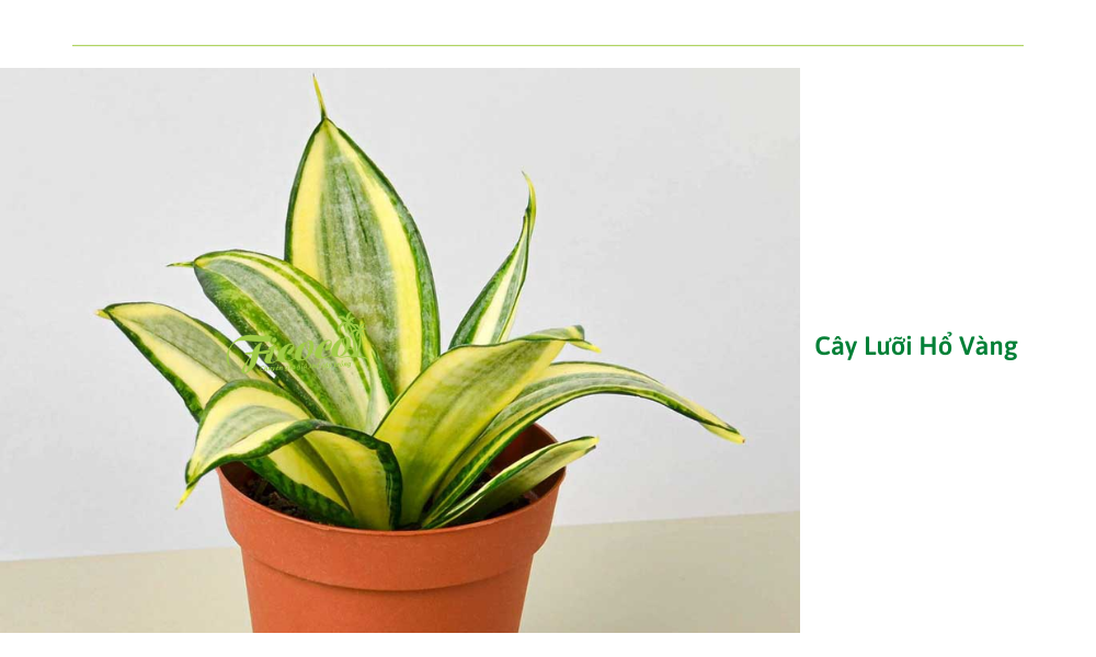 5-ff43e369-3648-4d0a-aa4f-c15f025e2d7d cay-luoi-ho-vang