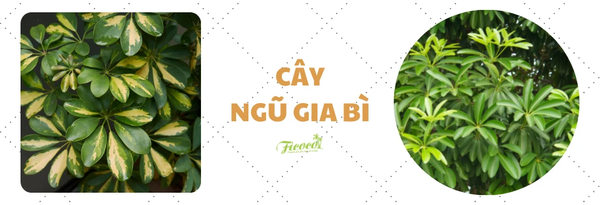 cay-ngu-gia-bi