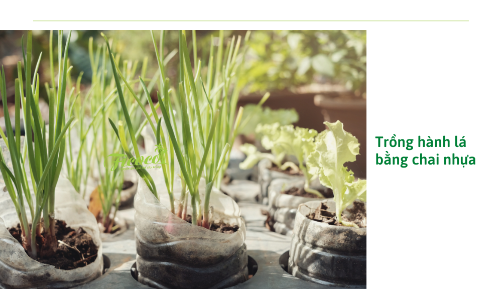 trong-hanh-la-bang-chai-nhua