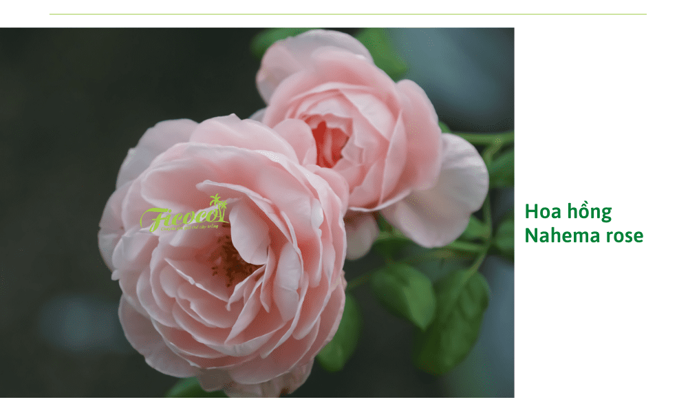 hoa-hong-nahema-rose