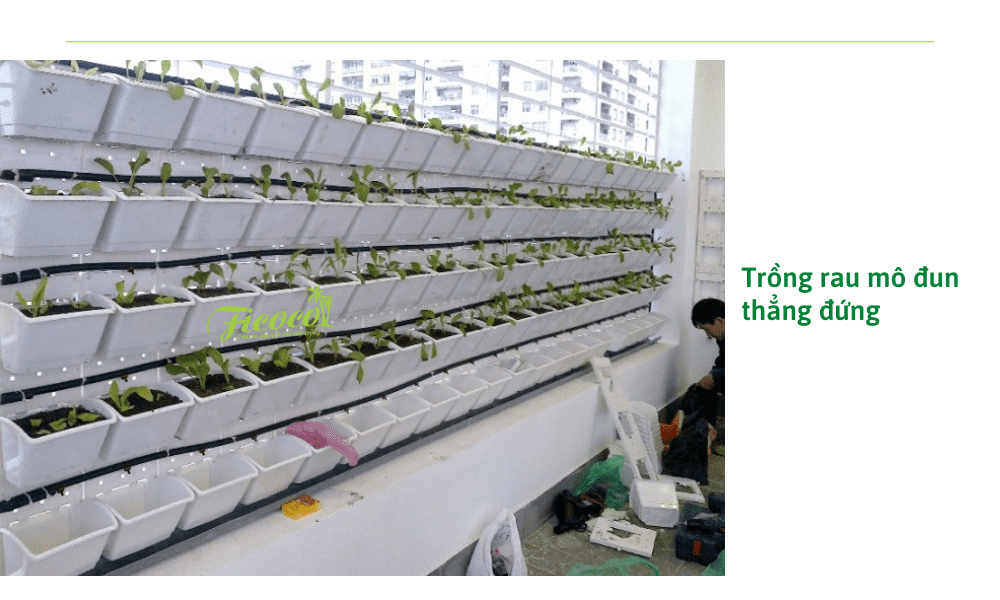 6-473a382c-65ff-459b-89a1-25fa043254a4 trong-rau-theo-module-dung-thang