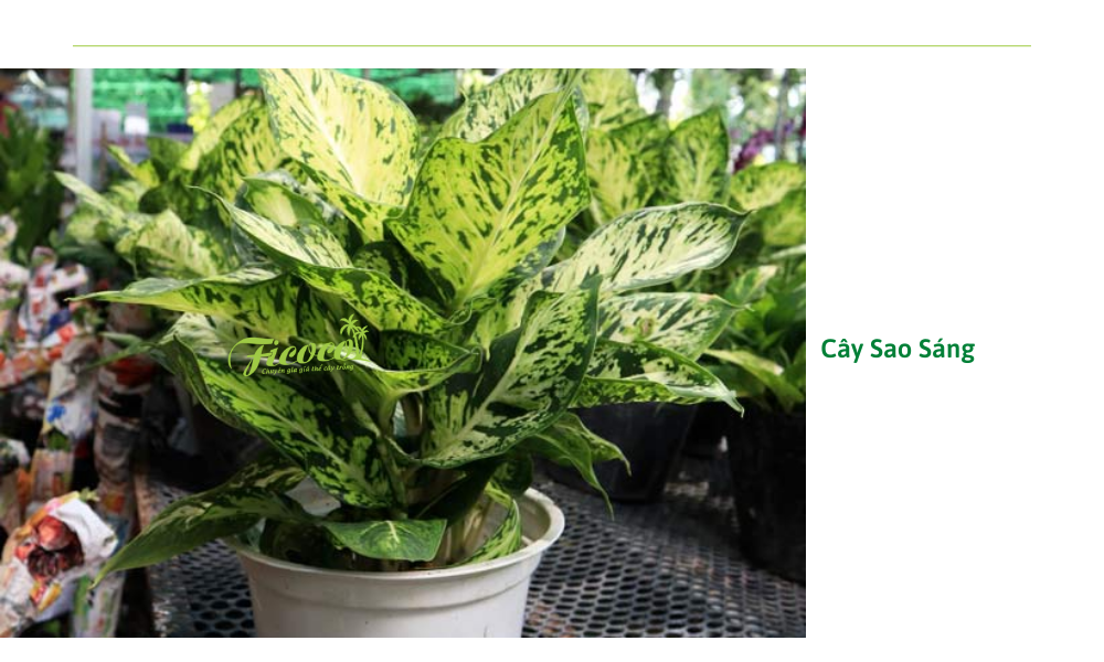 6-5bc308a8-6d73-44f6-8a28-f50693f61154 cay-sao-sang