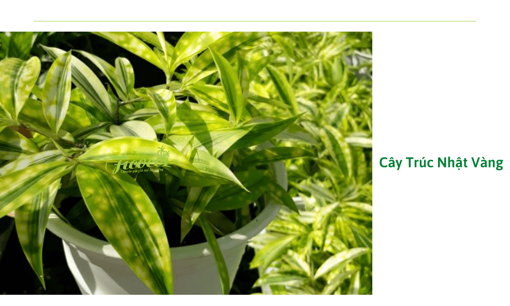 cay-truc-nhat-vang