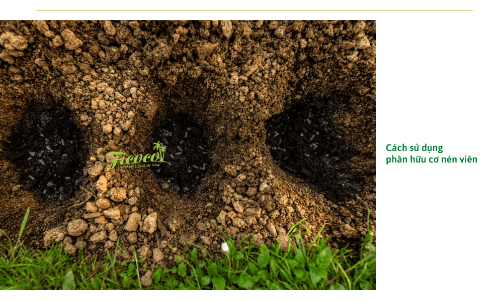 6-8da96d5f-f1b8-47f9-a6e3-1b389ac38d7b cach-su-dung-phan-huu-co-nen-vien