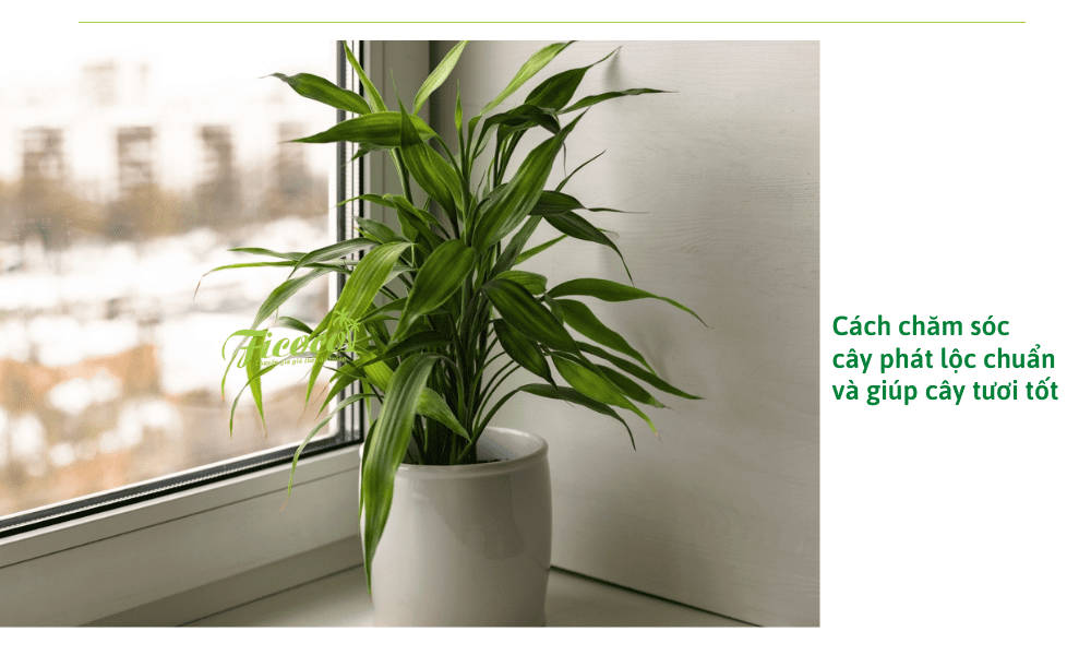 cach-trong-cay-phat-loc