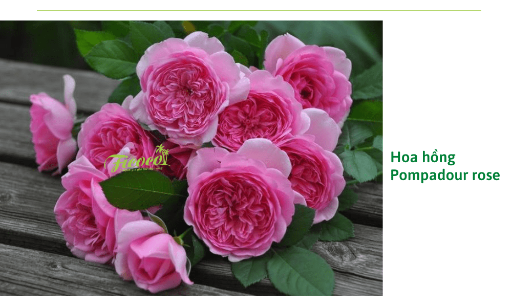 hoa-hong-pompadour-rose