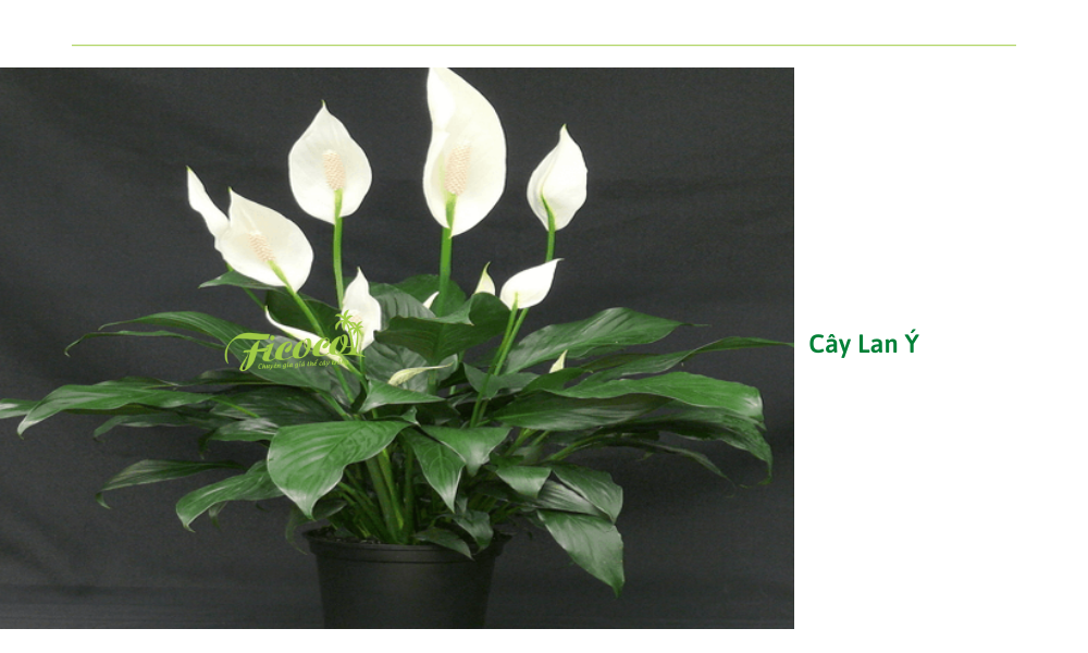 7-4cdb3ce8-5cf9-4a9e-805d-75e4cd490cfe cay-lan-y