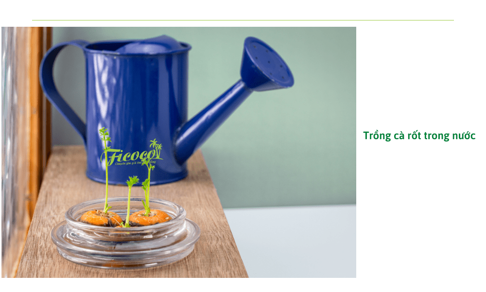 trong-ca-rot-trong-nuoc