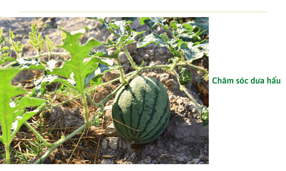 cham-soc-dua-hau