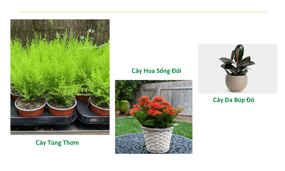 7-9a06f161-eedd-4b59-86de-db522ffb8292 cay-canh-trong-nha-4