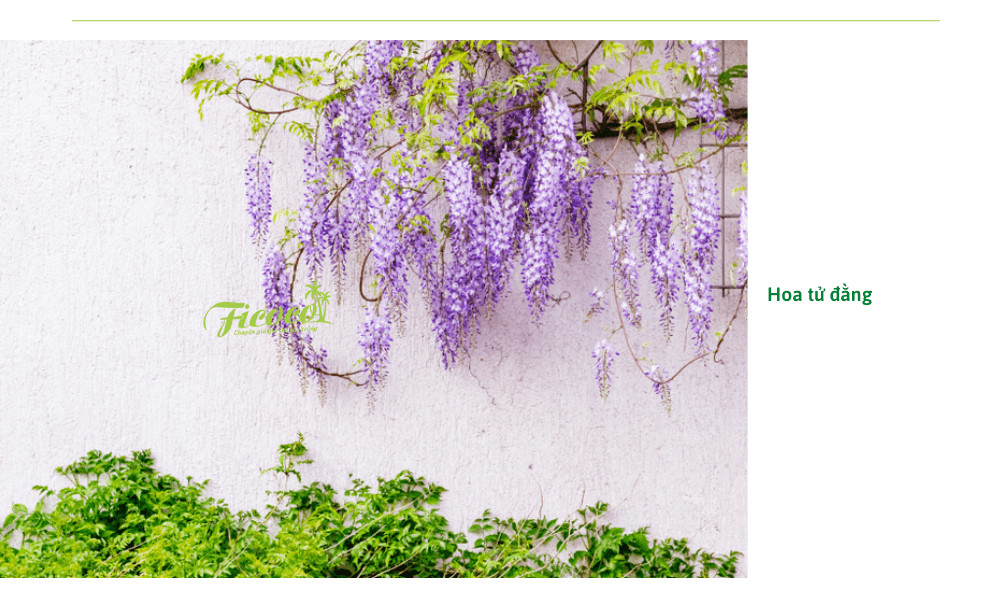 hoa-tu-dang