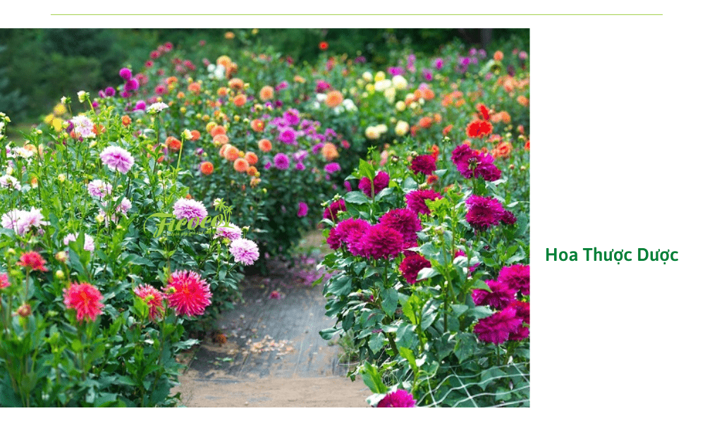 7-b8ddc5bb-d61d-4917-b0eb-6c6448d94390 trong-hoa-thuoc-duoc-tet