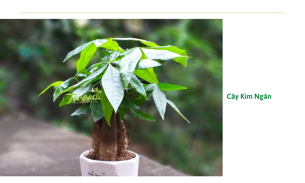 8-693851e0-38f0-4494-a41a-1df709bbffdc cay-kim-ngan