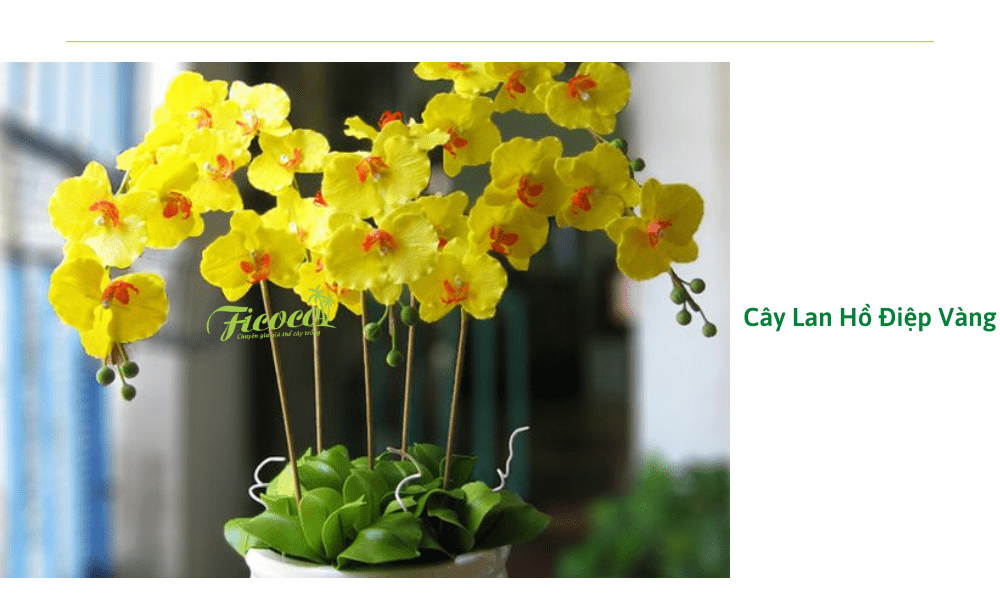 cay-lan-ho-diep-vang