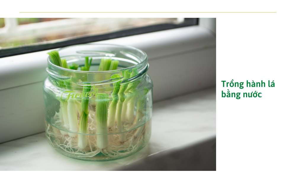 trong-hanh-la-bang-nuoc