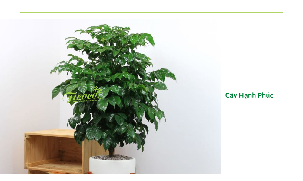 9-5e8904cc-0c57-4b33-b19d-3a40b6093d6c cay-hanh-phuc