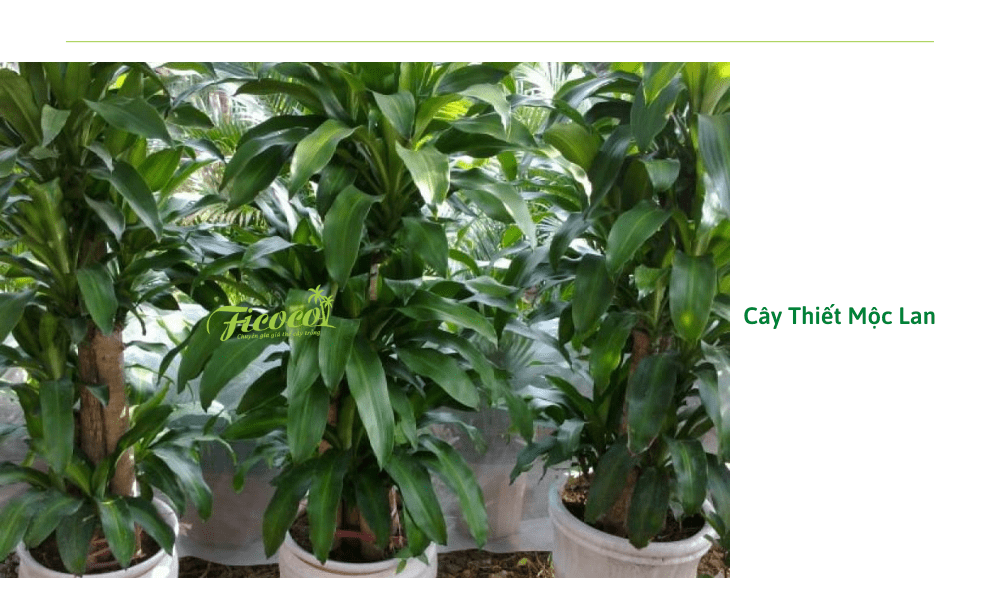 cay-thiet-moc-lan-kieng