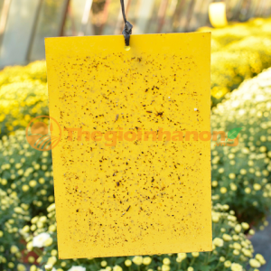 BẪY DÍNH CÔN TRÙNG - DẠNG MIẾNG