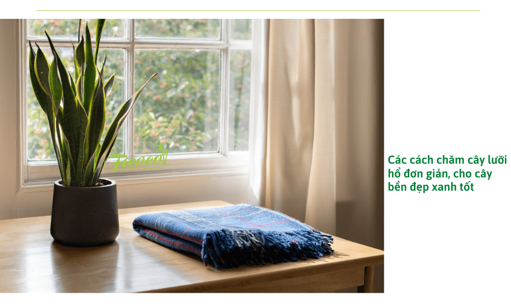 cach-cham-cay-luoi-ho