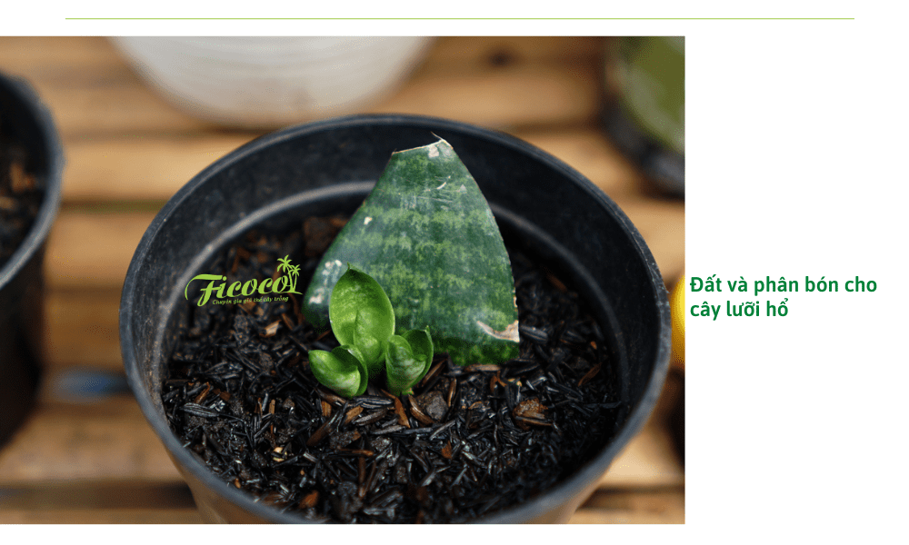 cach-cham-cay-luoi-ho