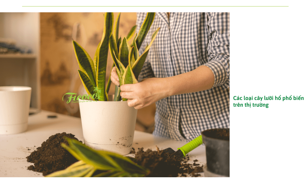 cach-cham-cay-luoi-ho