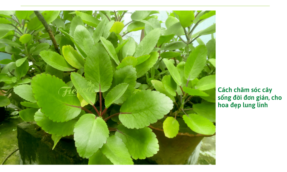 cach-cham-cay-song-doi