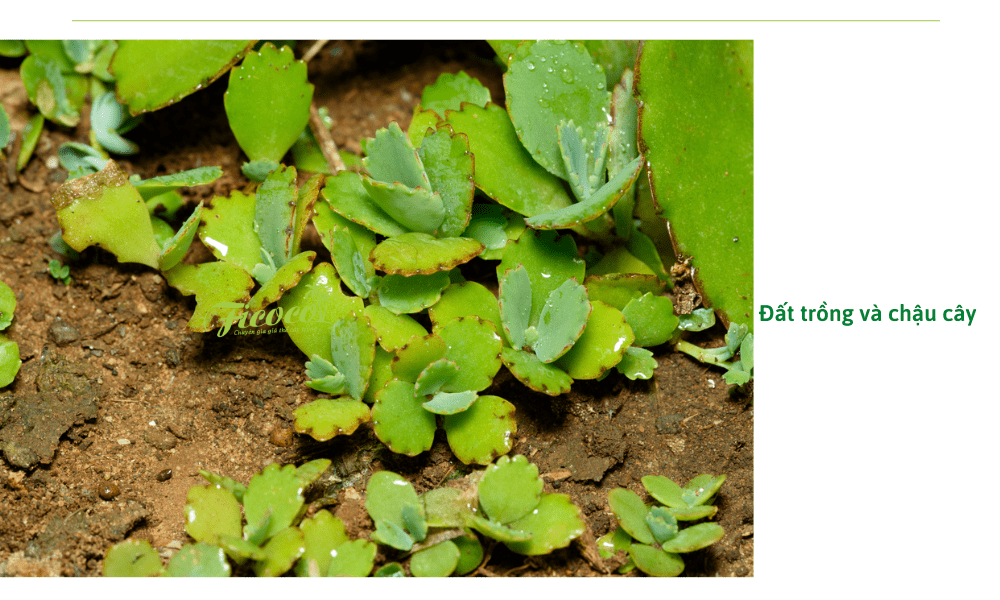 cach-cham-cay-song-doi