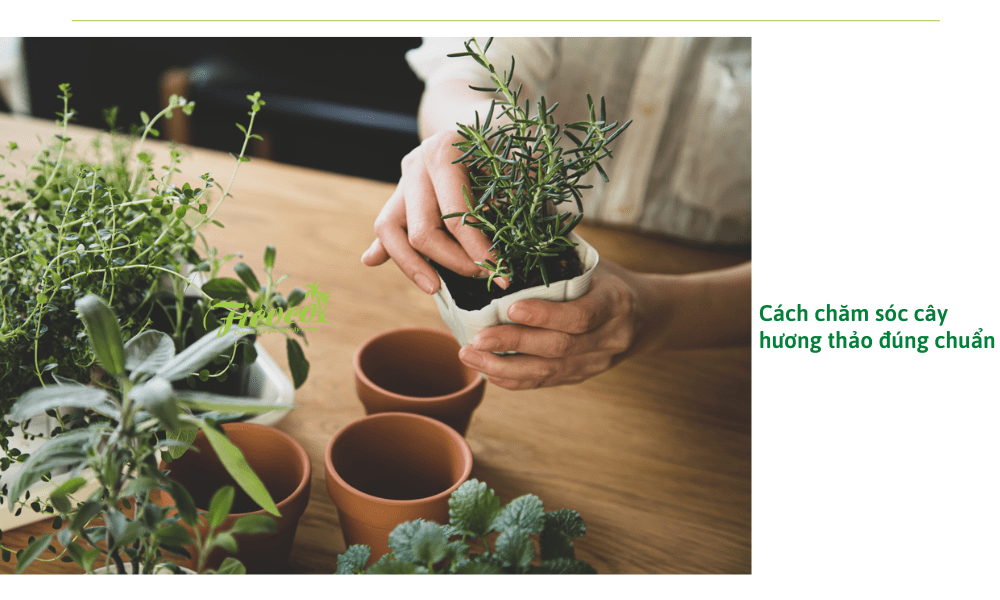 cach-cham-soc-cay-huong-thao