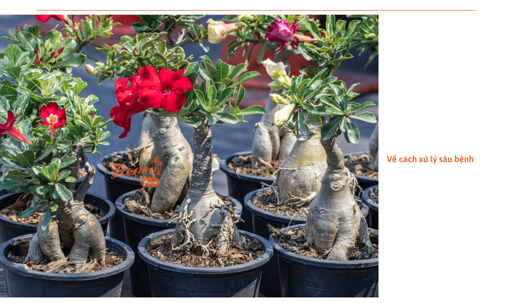 cach-cham-soc-su-thai-lan