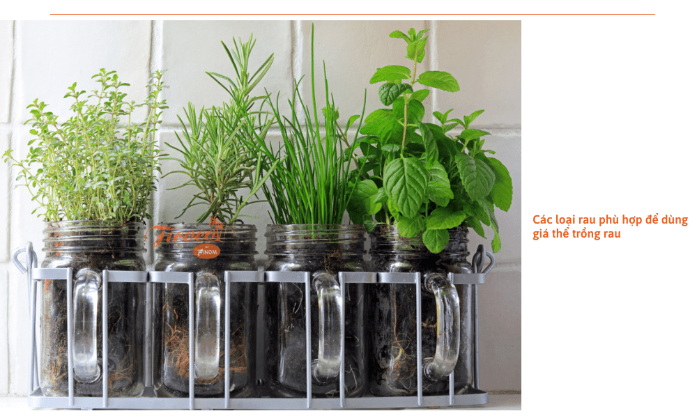 cach-tron-gia-the-trong-rau