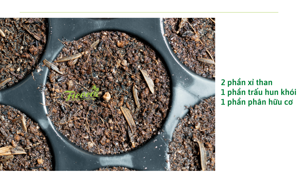 cong-thuc-tron-gia-the-trong-xuong-rong-2