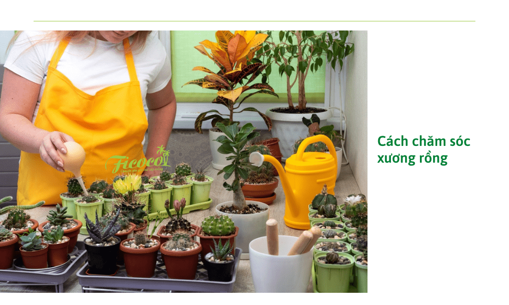 cham-soc-xuong-rong-khi-bi-ung-nuoc