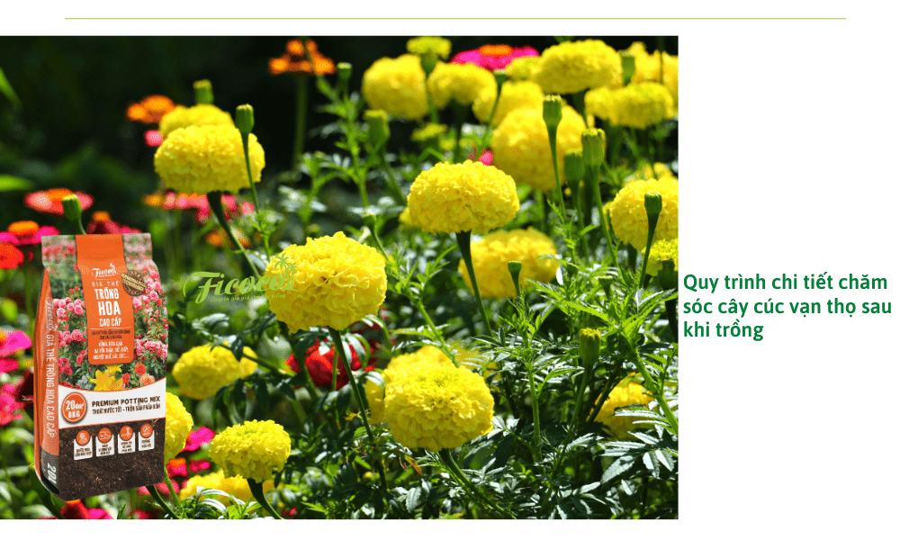 cach-trong-hoa-van-tho