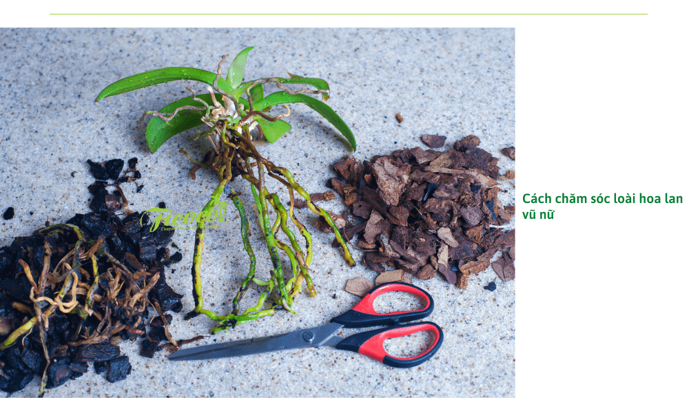 cach-cham-soc-lan-vu-nu