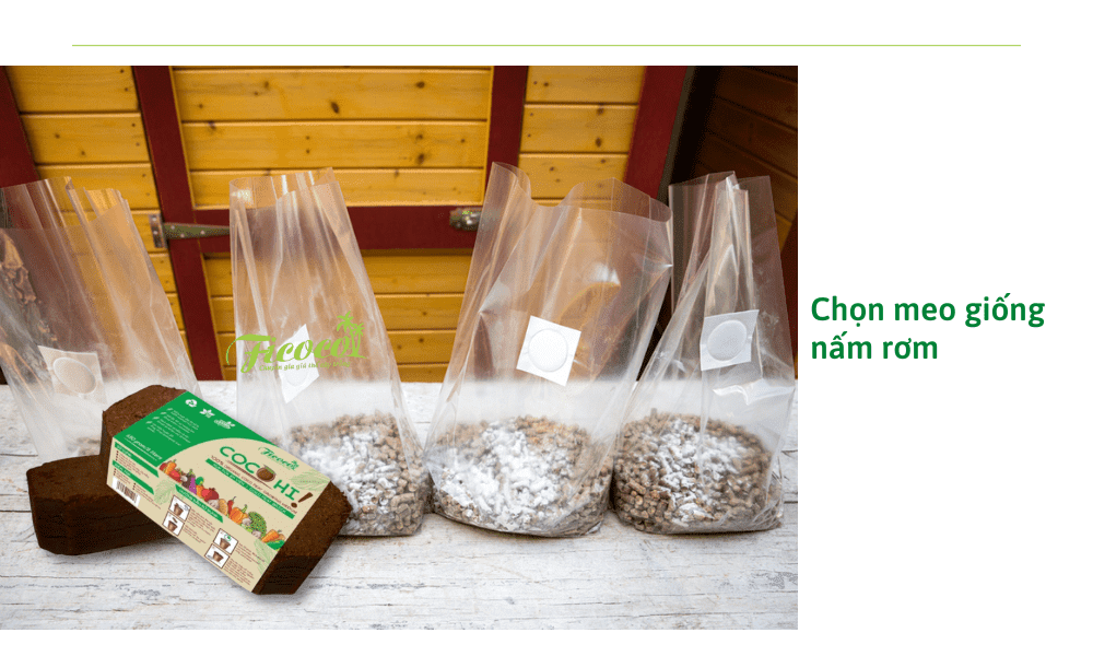 chon-me-giong-nam-rom