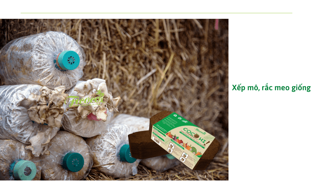 xep-meo-giong-nam-rom