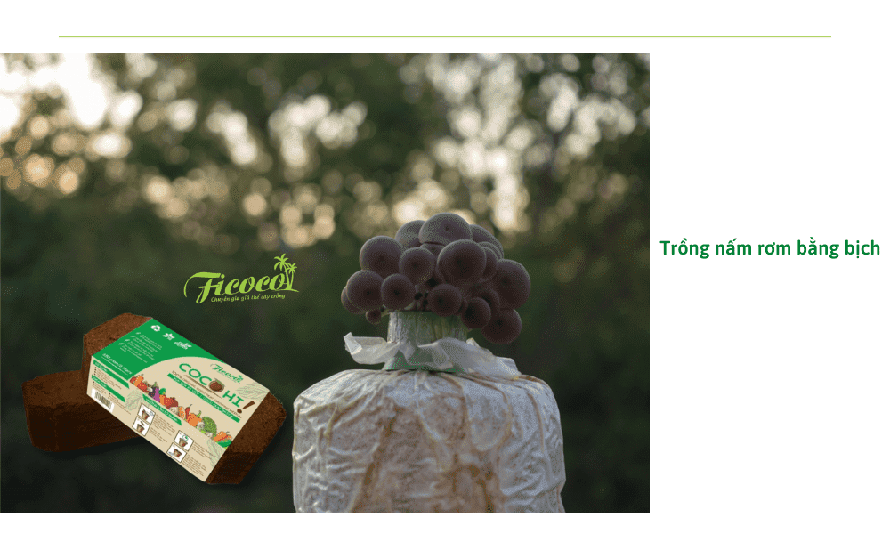 trong-nam-rom-trong-bich