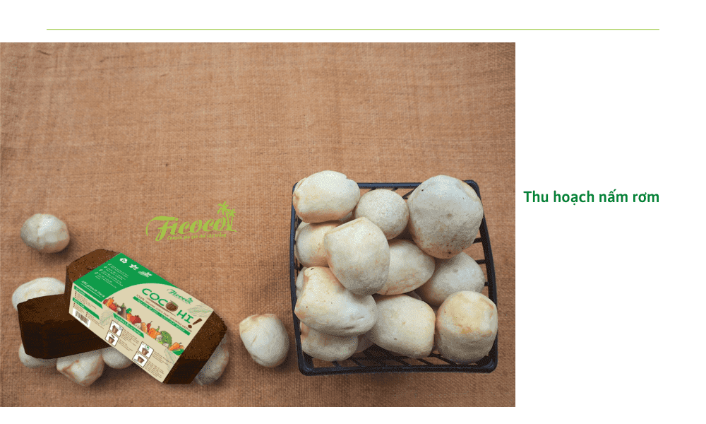 cach-thu-hoach-nam-rom