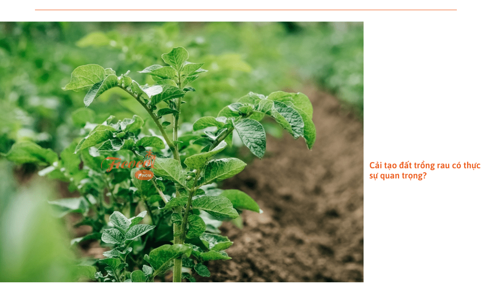 cai-tao-dat-trong-rau