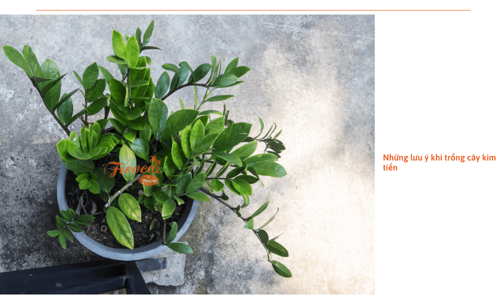 cay-kim-tien-co-doc-khong