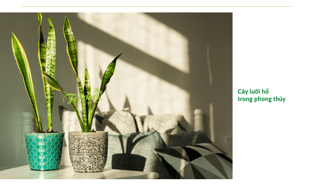 y-nghia-phong-thuy-cua-cay-luoi-ho