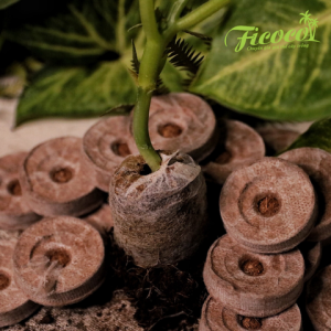 COMBO 10 VIÊN NÉN XƠ DỪA 500GR