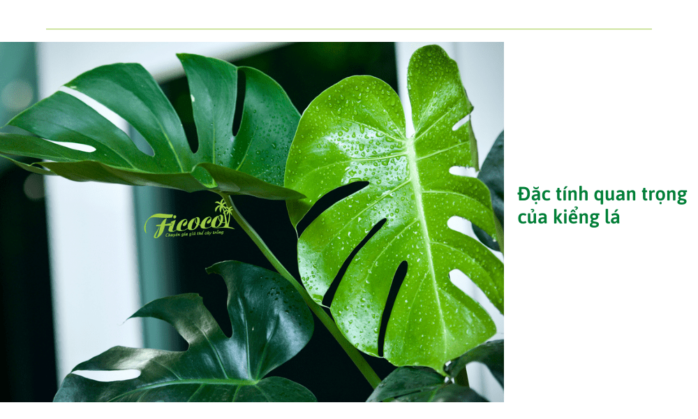 dac-tinh-quan-trong-cua-kieng-la