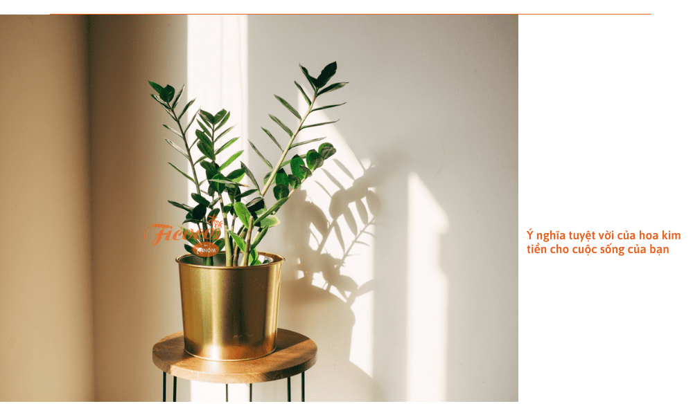 hoa-kim-tien