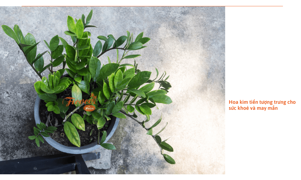 hoa-kim-tien