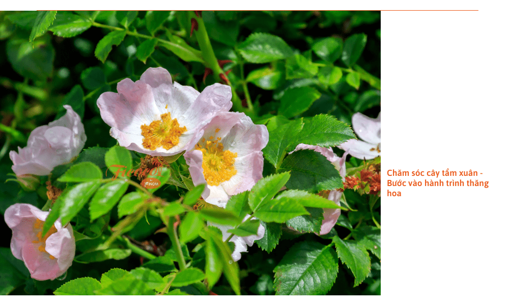 hoa-tam-xuan