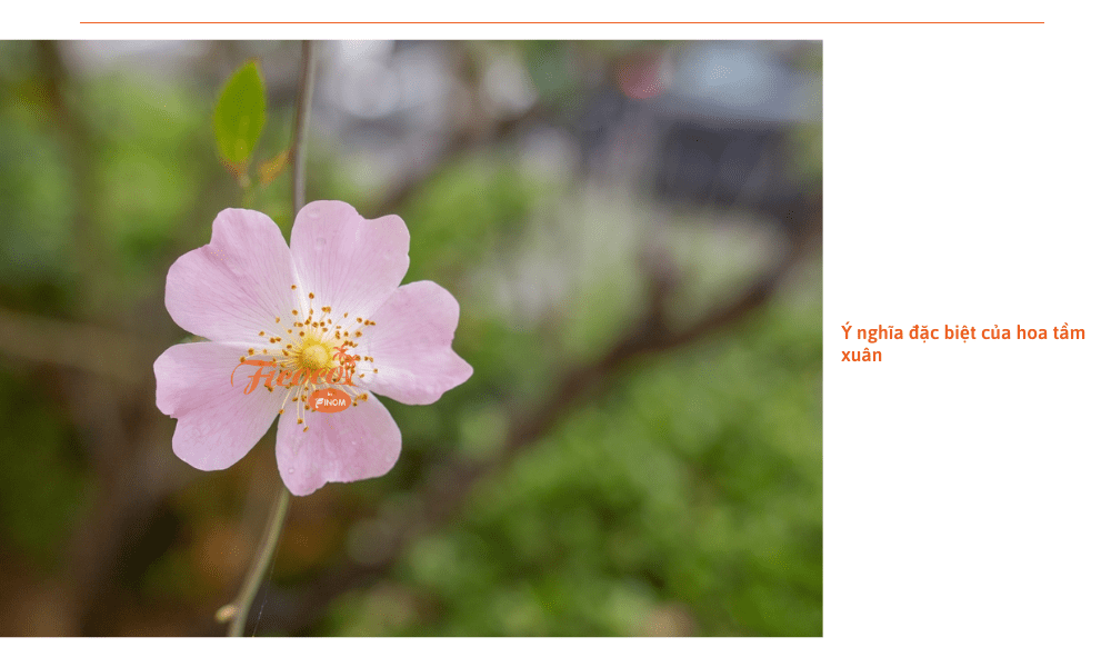 hoa-tam-xuan