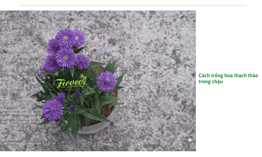 cach-trong-hoa-thach-thao-trong-chau