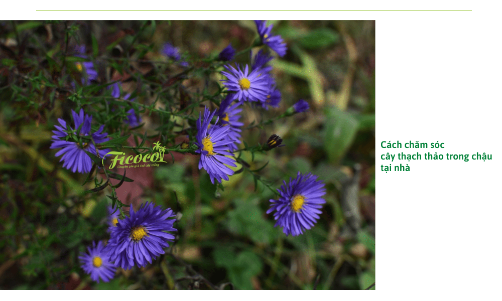 cach-cham-soc-hoa-thach-thao-tai-nha