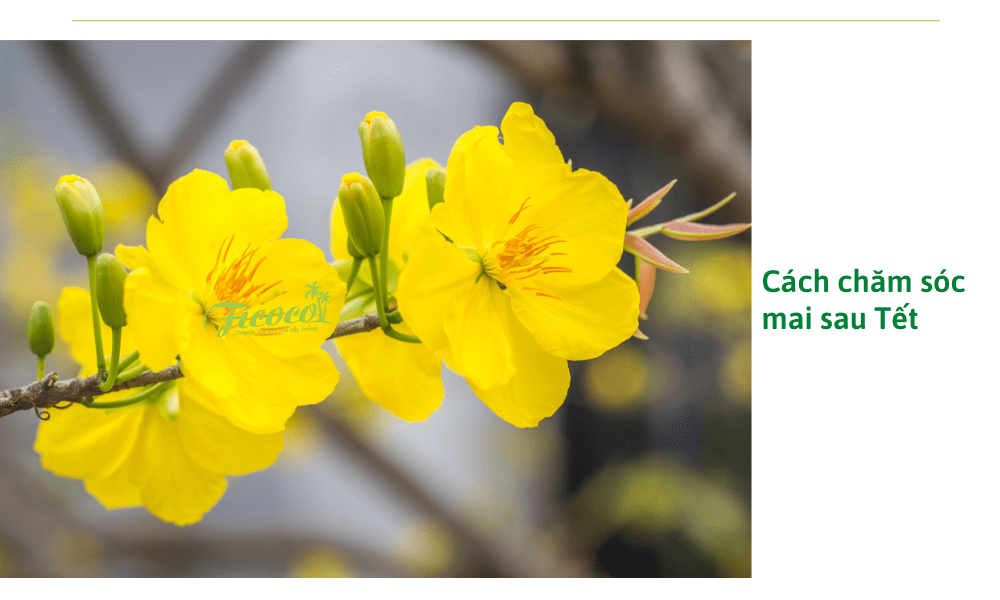 cach-cham-soc-mai-sau-tet